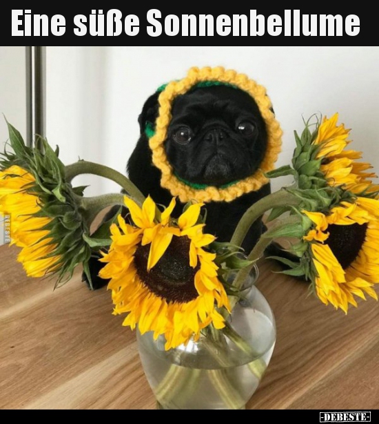 Eine süße Sonnenbellume..