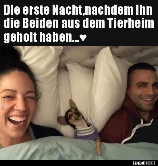 Die erste Nacht,nachdem Ihn die Beiden aus dem Tierheim.. - Lustige Bilder | DEBESTE.de