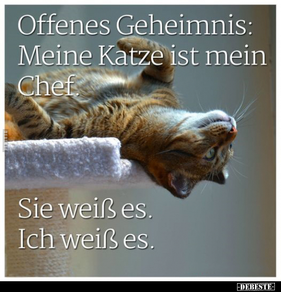 Offenes Geheimnis: Meine Katze ist mein Chef.. - Lustige Bilder | DEBESTE.de