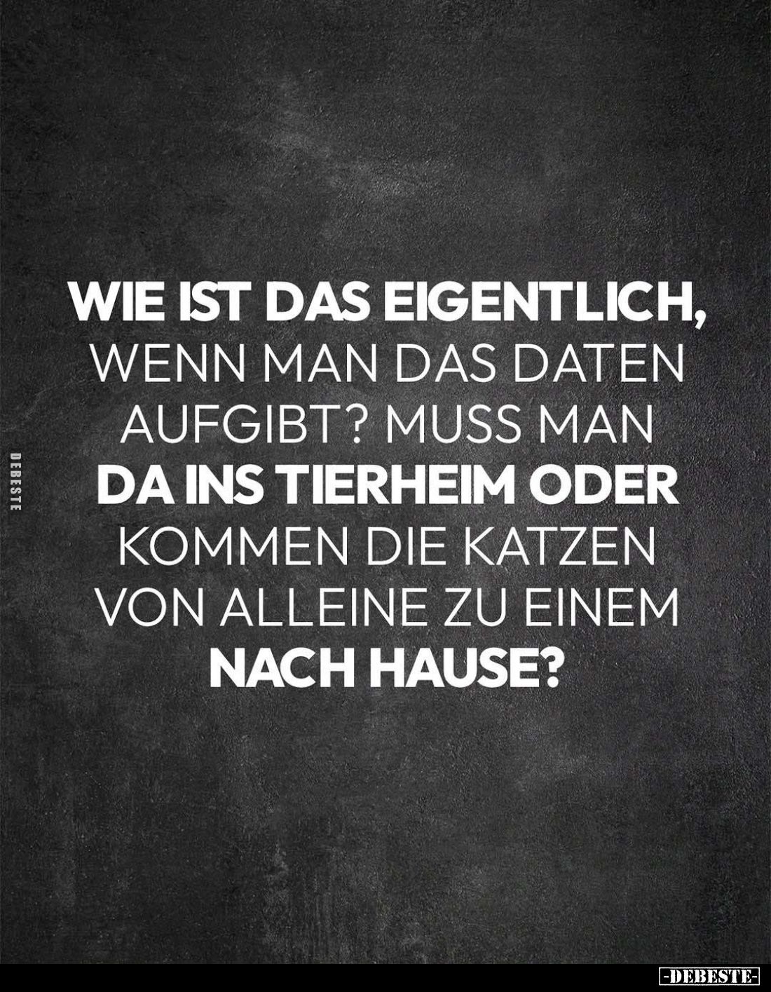Wie ist das eigentlich, wenn man das Daten aufgibt? Muss man da ins Tierheim oder kommen die Katzen von alleine zu einem nach...