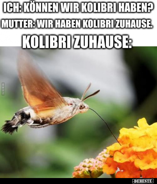 Ich: Können wir Kolibri haben? Mutter: Wir haben Kolibri.. - Lustige Bilder | DEBESTE.de