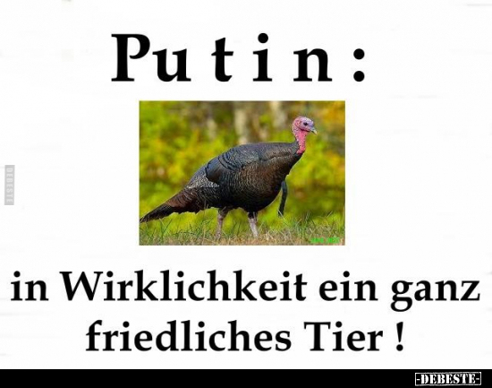 Putin: In Wirklichkeit ein ganz friedliches Tier !.. - Lustige Bilder | DEBESTE.de