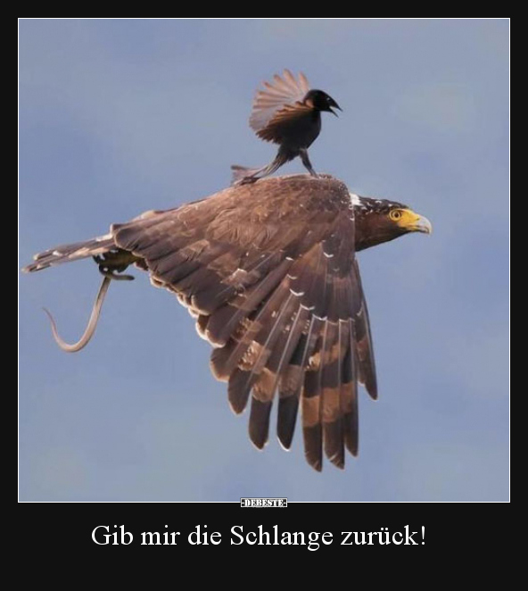 Gib mir die Schlange zurück!..