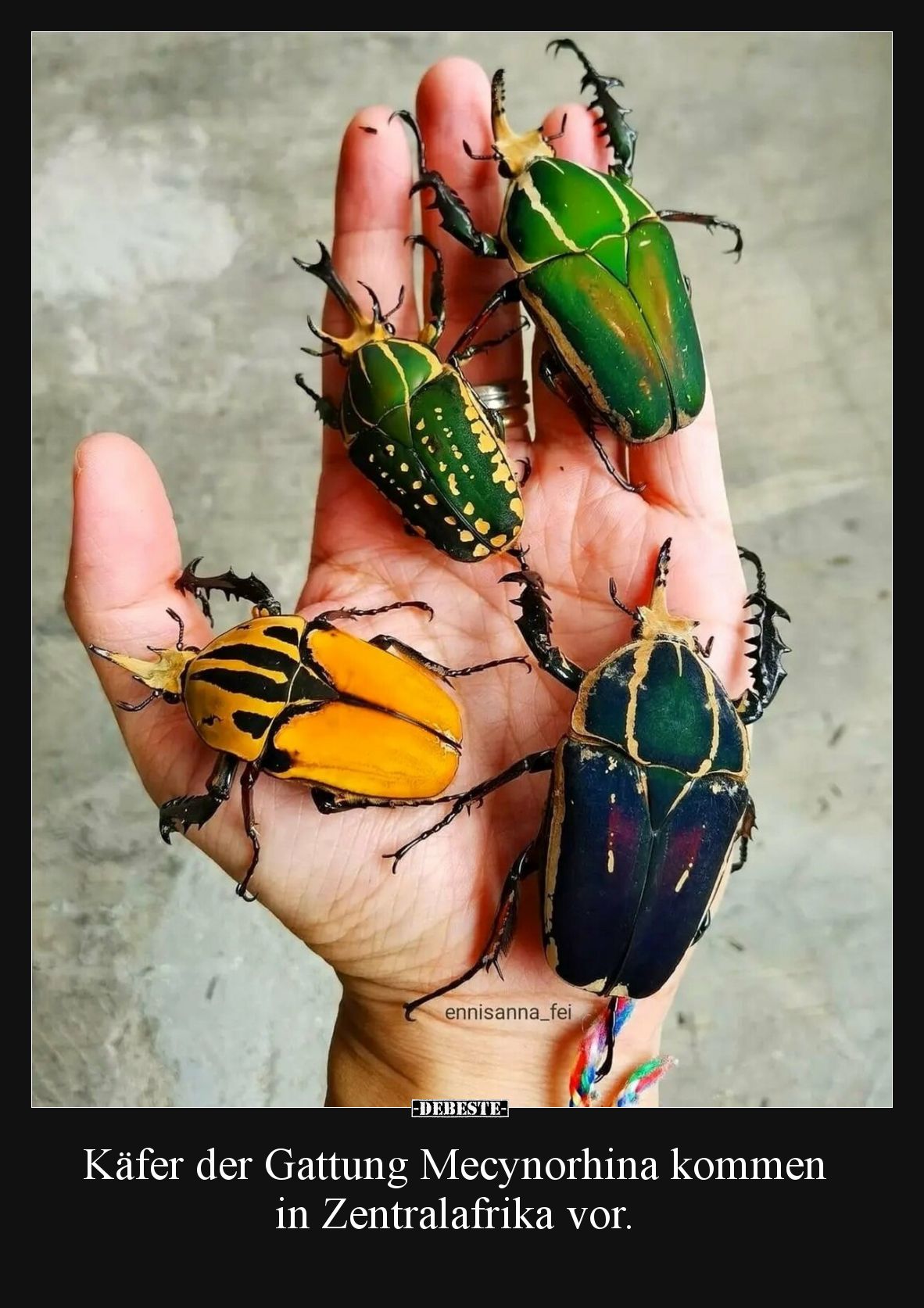Käfer der Gattung Mecynorhina kommen in Zentralafrika vor... - Lustige Bilder | DEBESTE.de
