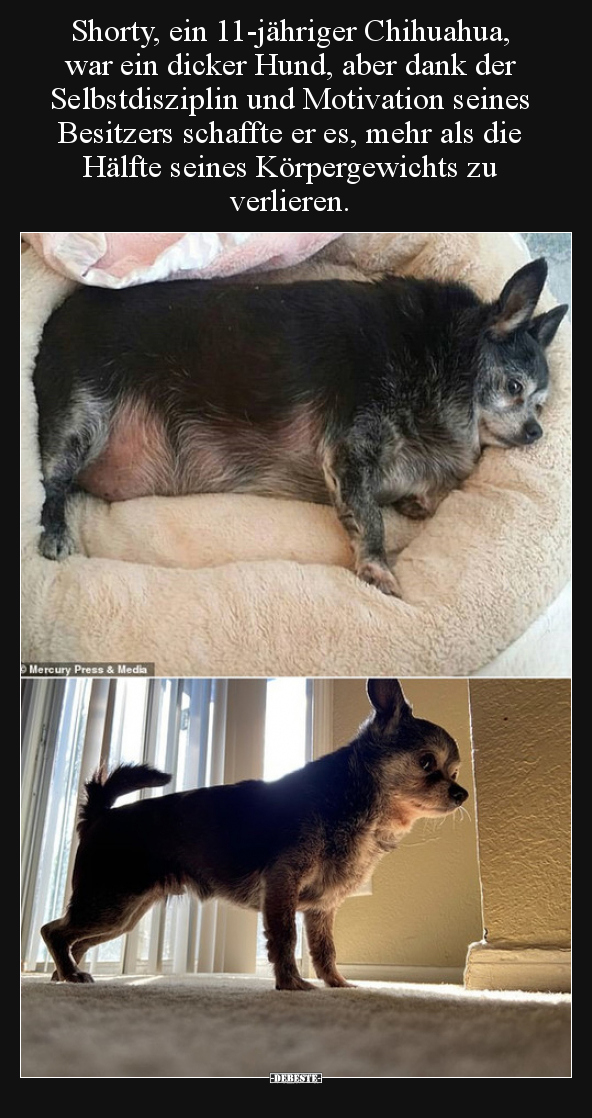 Shorty, ein 11jähriger Chihuahua, war ein dicker Hund.. Lustige