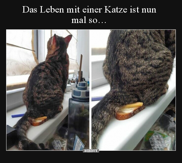 Das Leben mit einer Katze ist nun mal so…