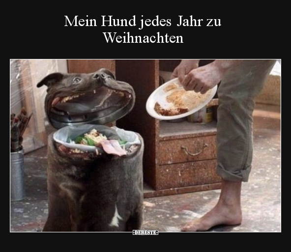 Mein Hund jedes Jahr zu Weihnachten.. - Lustige Bilder | DEBESTE.de