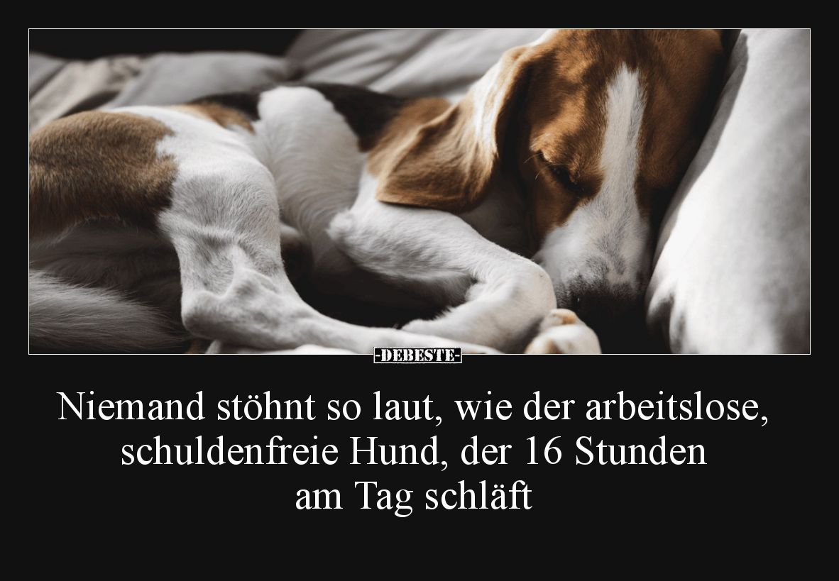 Niemand stöhnt so laut, wie der arbeitslose, schuldenfreie Hund, der 16 Stunden am Tag schläft.