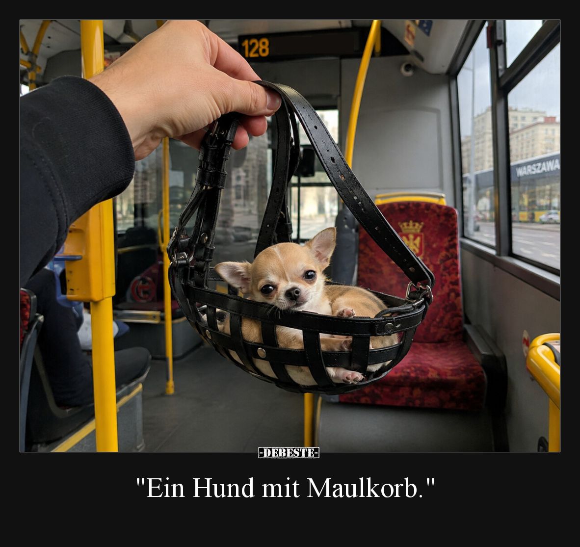 "Ein Hund mit Maulkorb.".. - Lustige Bilder | DEBESTE.de