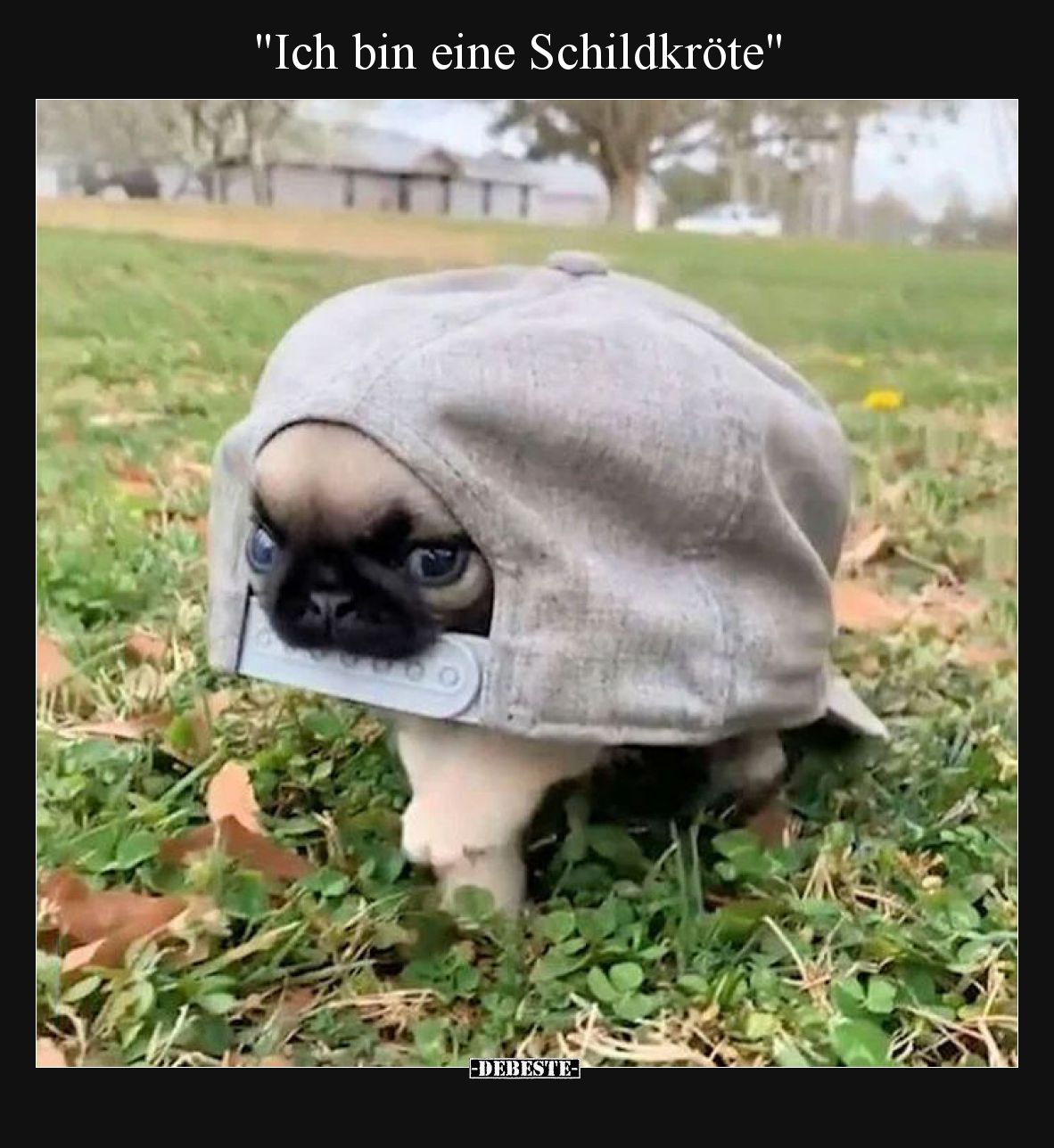 Ich bin eine Schildkröte