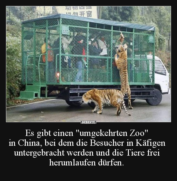 Es gibt einen "umgekehrten Zoo" in China.. - Lustige Bilder | DEBESTE.de