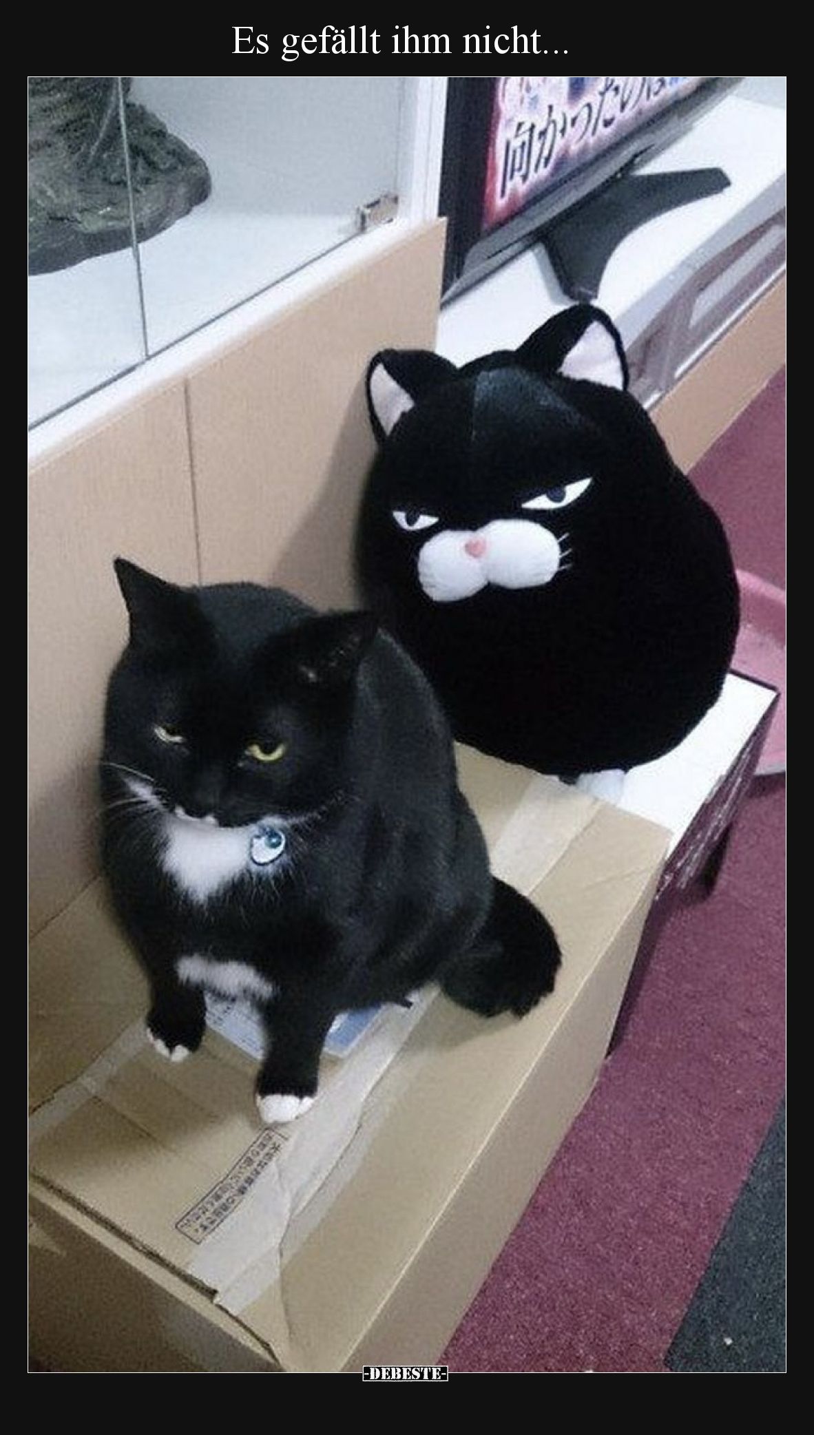 Es gefällt ihm nicht...