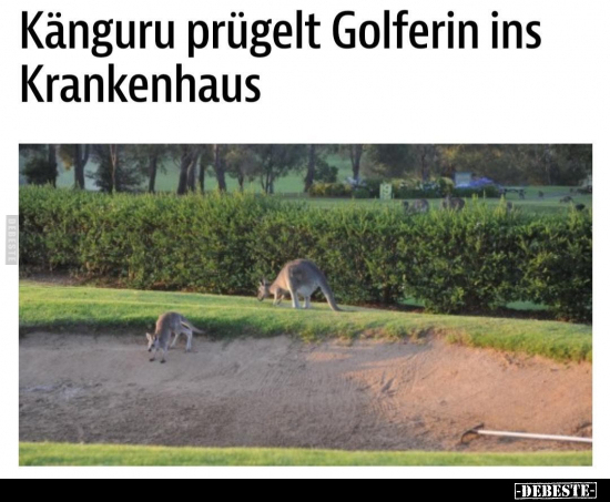 Känguru prügelt Golferin ins Krankenhaus.. - Lustige Bilder | DEBESTE.de