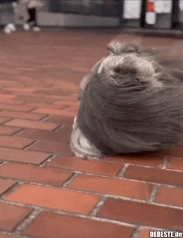  - Lustige Bilder | DEBESTE.de