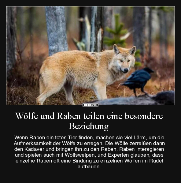 Wölfe und Raben teilen eine besondere Beziehung.. - Lustige Bilder | DEBESTE.de