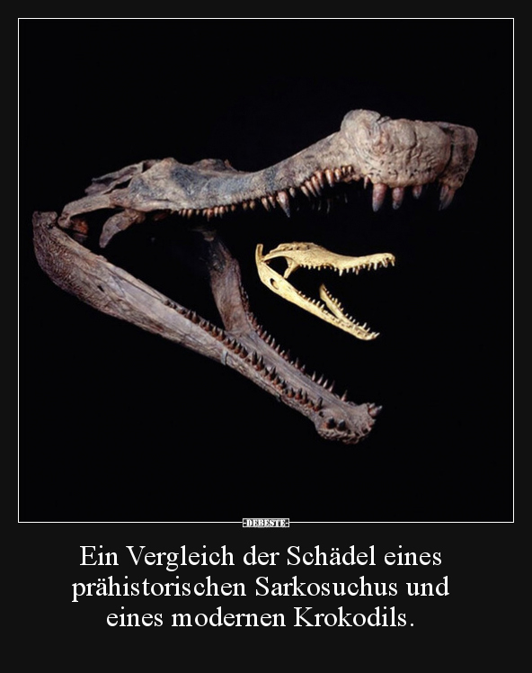 Ein Vergleich der Schädel eines prähistorischen.. - Lustige Bilder | DEBESTE.de