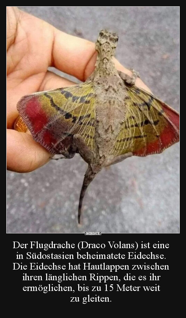 Der Flugdrache (Draco Volans) ist eine in Südostasien.. - Lustige Bilder | DEBESTE.de