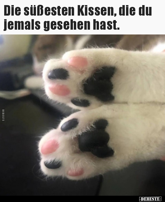 Die süßesten Kissen, die du jemals gesehen hast...