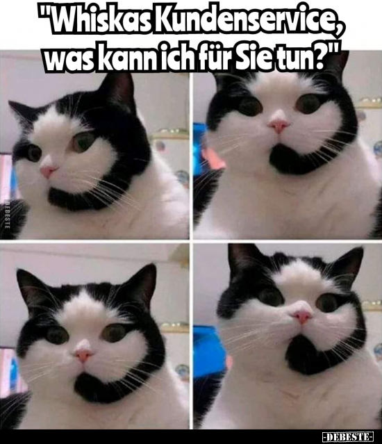 "Whiskas Kundenservice, was kann ich für Sie tun?".. - Lustige Bilder | DEBESTE.de