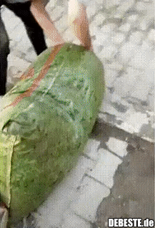 Warum nicht auch hier mal streunende Kühe füttern...