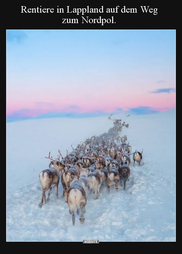 Rentiere in Lappland auf dem Weg zum Nordpol... - Lustige Bilder | DEBESTE.de