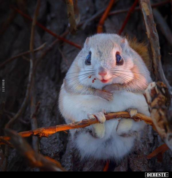  - Lustige Bilder | DEBESTE.de