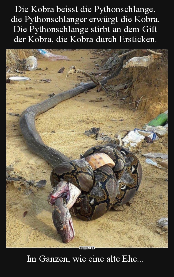 Die Kobra beisst die Pythonschlange, die Pythonschlanger..
