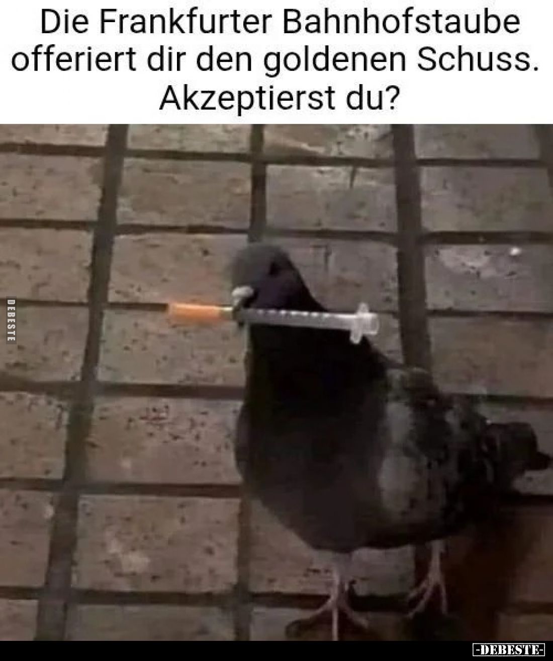 Die Frankfurter Bahnhofstaube offeriert dir den goldenen Schuss. Akzeptierst du?