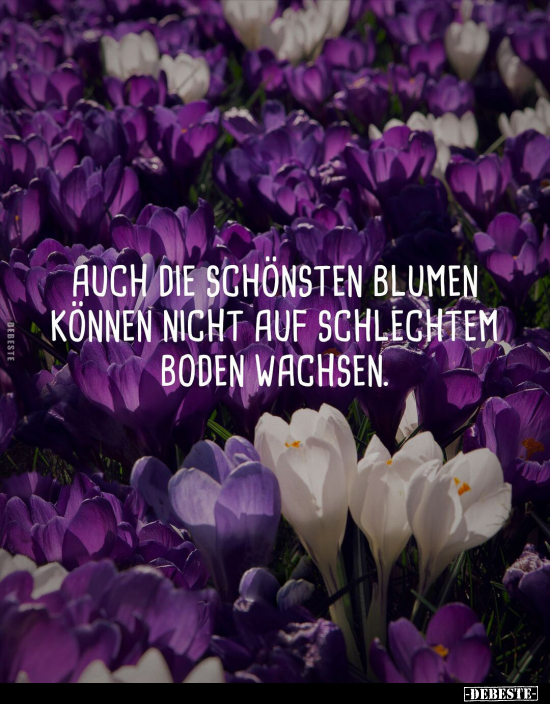 Auch die schönsten Blumen können nicht auf schlechtem Boden.. - Lustige Bilder | DEBESTE.de