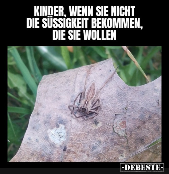 hat schon mal jemand von euch eine beleidigte Spinne gesehen? - Lustige Bilder | DEBESTE.de