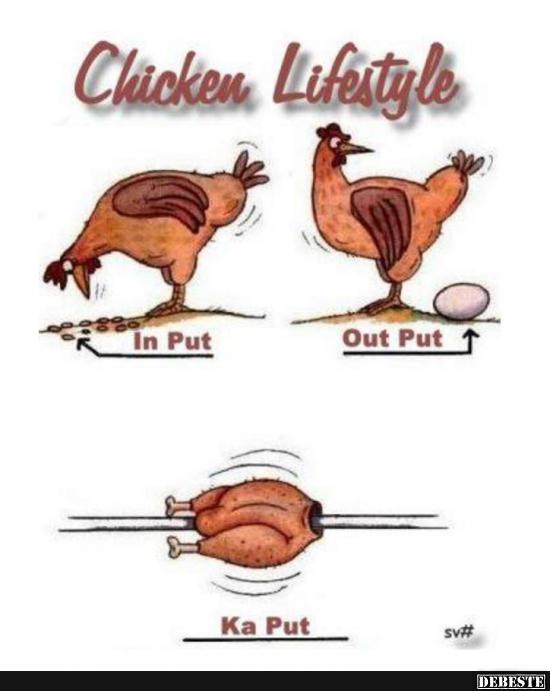 Chiken Lifestyle