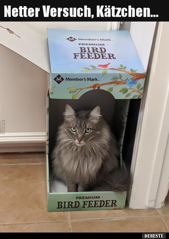 Netter Versuch, Kätzchen...