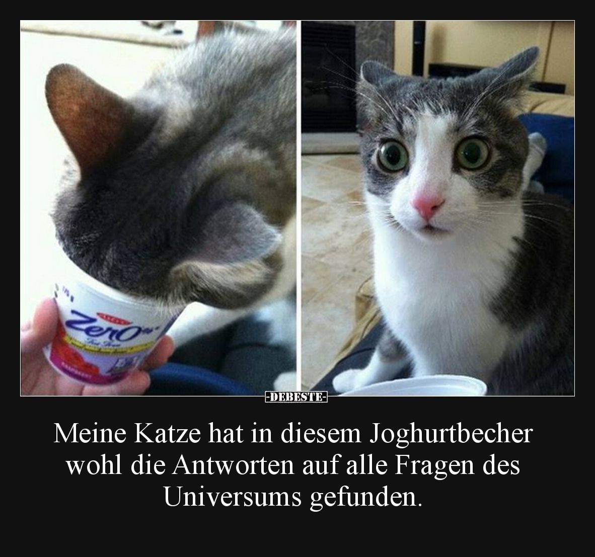 Meine Katze hat in diesem Joghurtbecher wohl die Antworten auf alle Fragen des Universums gefunden.
