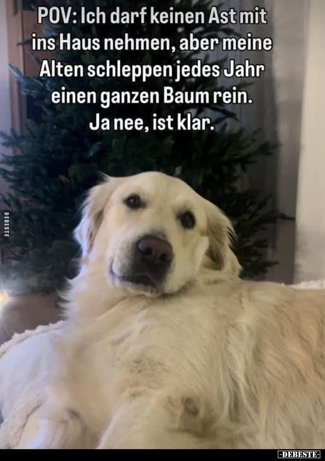 POV: Ich darf keinen Ast mit ins Haus nehmen, aber meine Alten schleppen jedes Jahr einen ganzen Baum rein. Ja nee, ist klar.