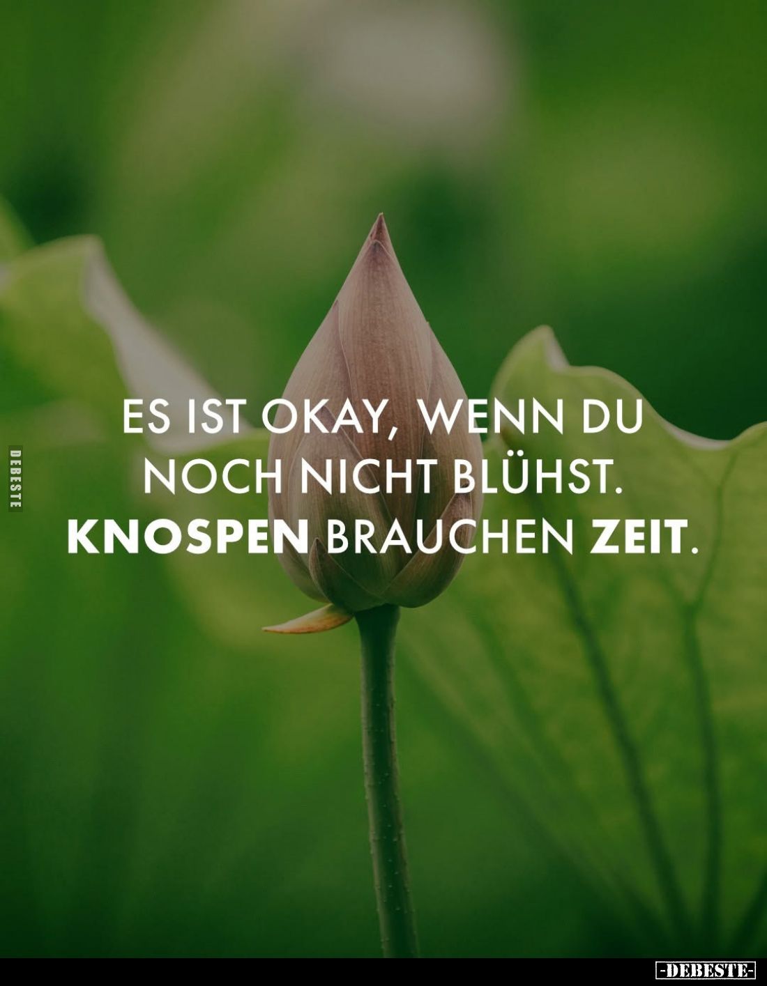 Es ist okay, wenn du noch nicht blühst.. - Lustige Bilder | DEBESTE.de