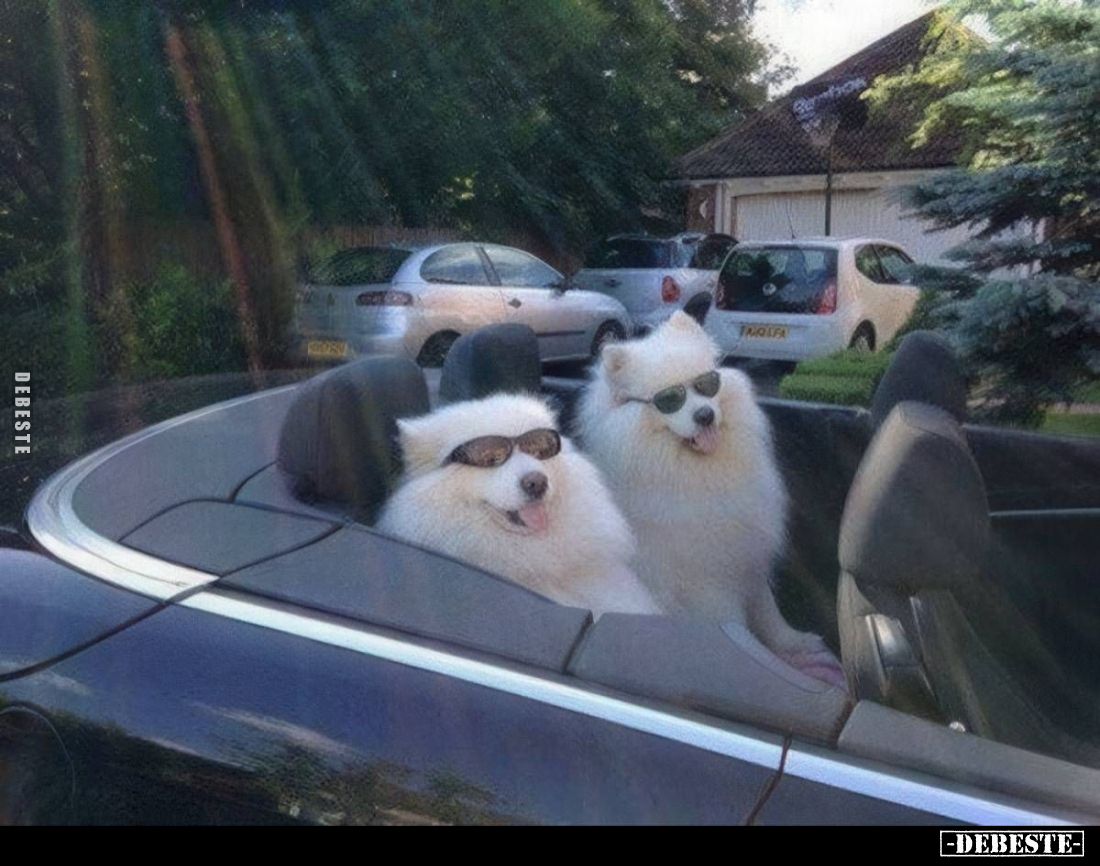  - Lustige Bilder | DEBESTE.de