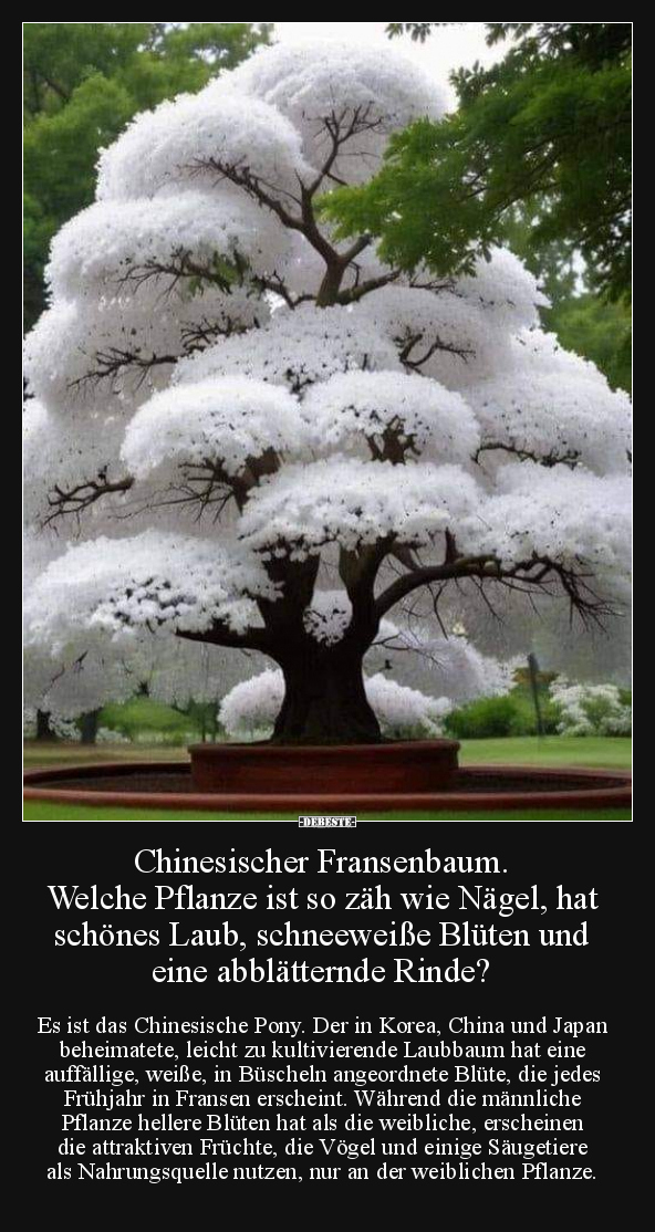 Chinesischer Fransenbaum.. - Lustige Bilder | DEBESTE.de