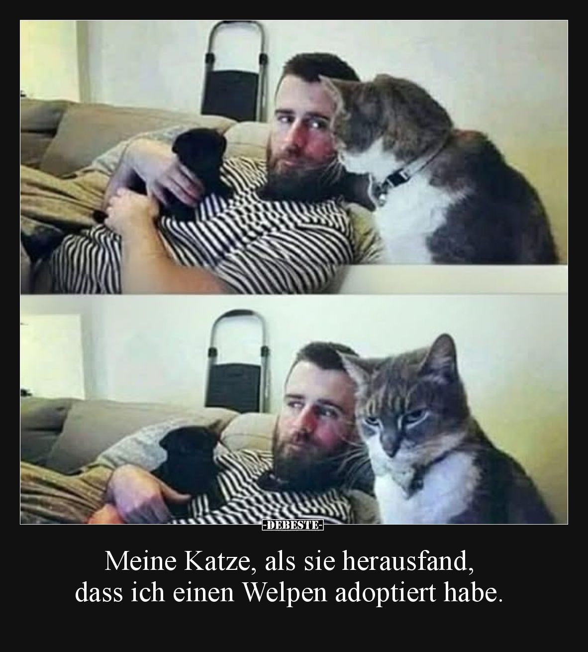 Meine Katze, als sie herausfand, dass ich einen Welpen adoptiert habe.