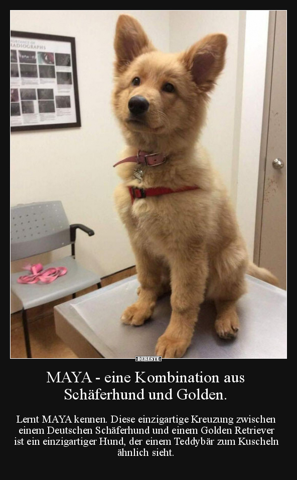 MAYA - eine Kombination aus Schäferhund und Golden.. - Lustige Bilder | DEBESTE.de