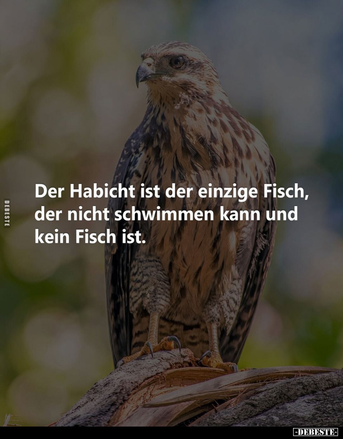 Der Habicht ist der einzige Fisch, der nicht schwimmen kann und kein Fisch ist.