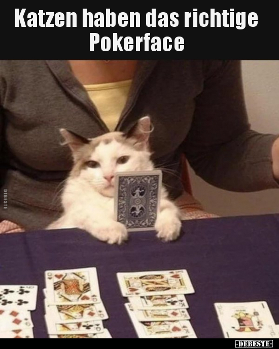 Katzen haben das richtige Pokerface.. - Lustige Bilder | DEBESTE.de