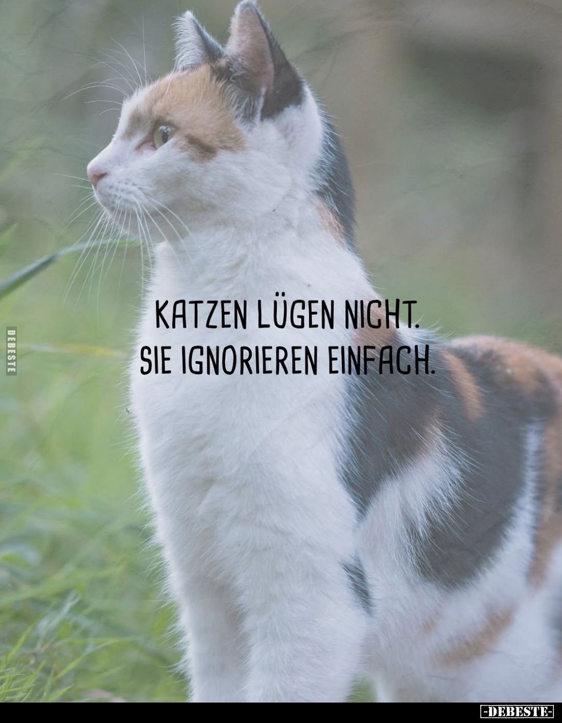 Katzen lügen nicht.
Sie ignorieren einfach.