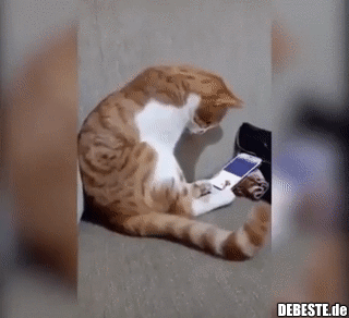 Katze sieht ihren verstorbenen Besitzer in einem Video.. - Lustige Bilder | DEBESTE.de