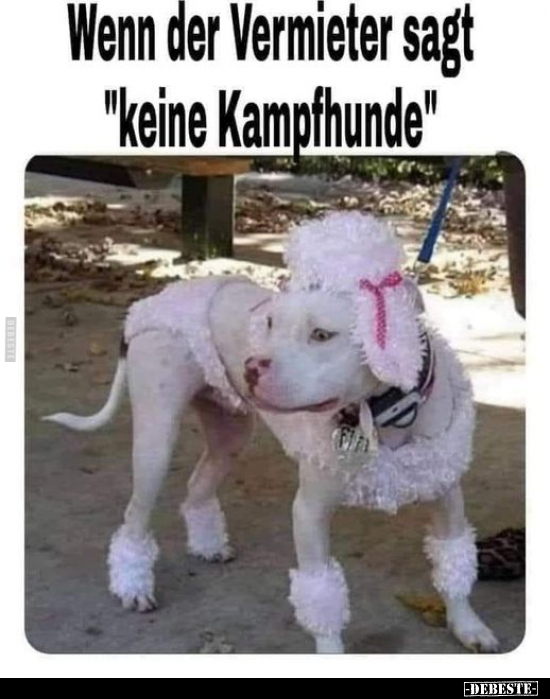 Wenn der Vermieter sagt "keine Kampfhunde".. - Lustige Bilder | DEBESTE.de