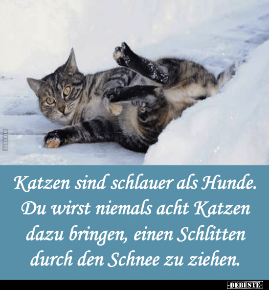 Katzen sind schlauer als Hunde.. - Lustige Bilder | DEBESTE.de