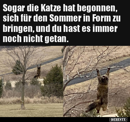 Sogar die Katze hat begonnen, sich für den Sommer in Form.. - Lustige Bilder | DEBESTE.de