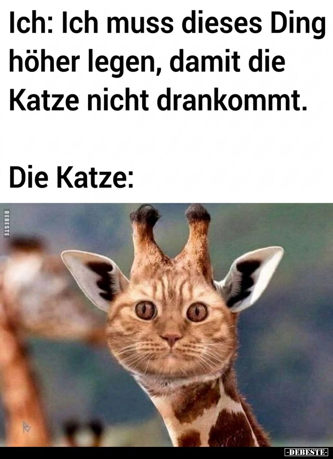 Ich: Ich muss dieses Ding höher legen, damit die Katze nicht drankommt. 
Die Katze: