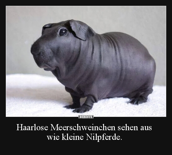 Haarlose Meerschweinchen sehen aus wie kleine Nilpferde... - Lustige Bilder | DEBESTE.de