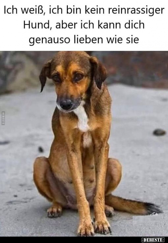 Ich weiß, ich bin kein reinrassiger Hund, aber ich kann.. - Lustige Bilder | DEBESTE.de