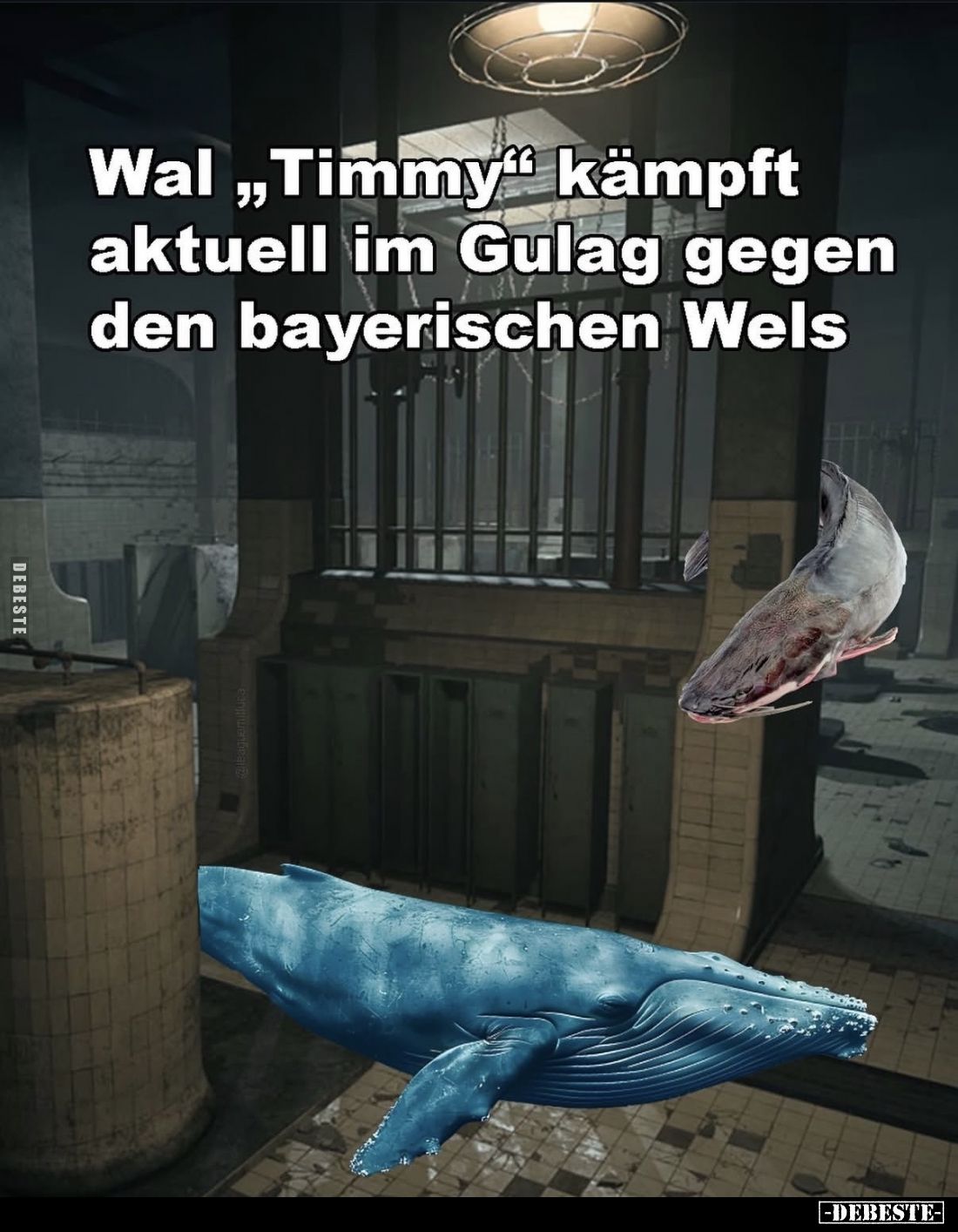Wal „Timmy" kämpft aktuell im Gulag gegen den bayerischen Wels